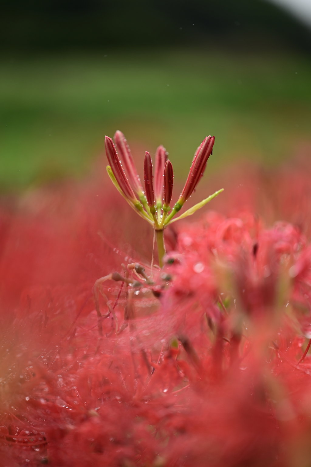 曼珠沙華…蕾