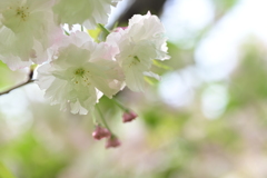 松月