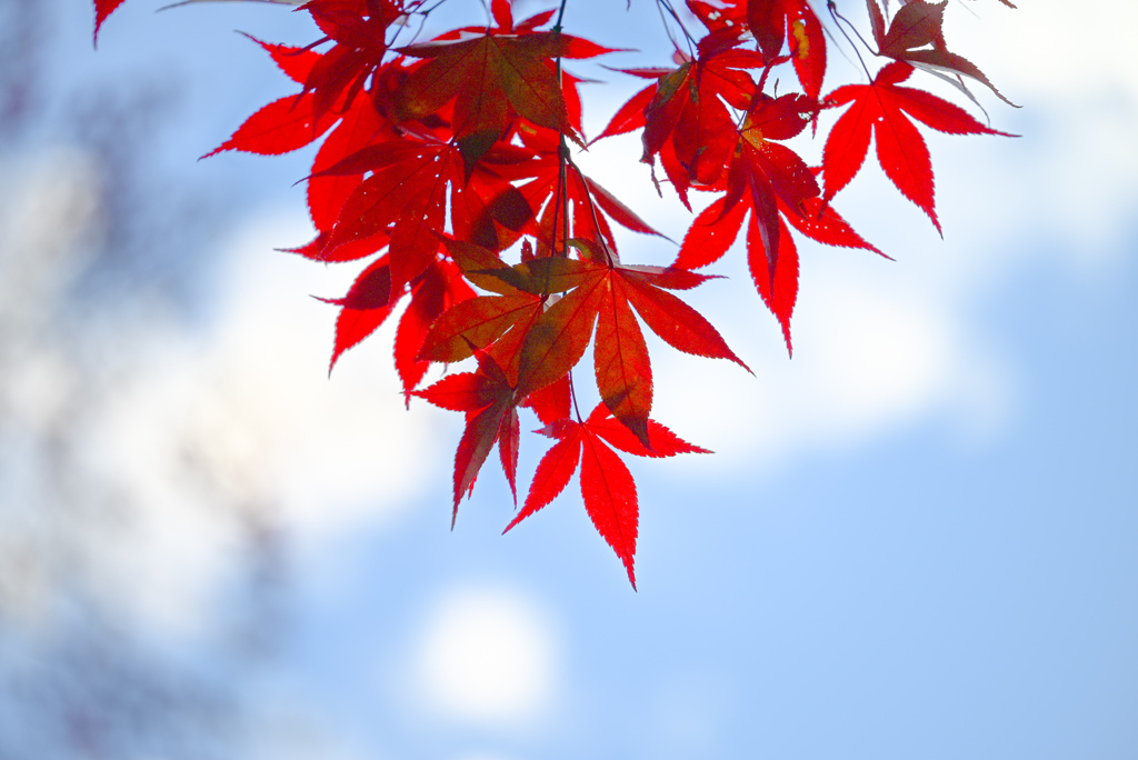 紅葉 15