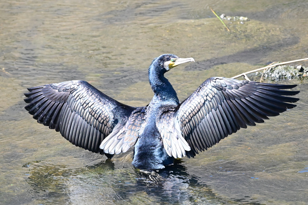 カワウの日光浴