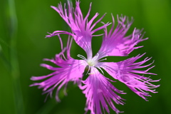 カワラナデシコ