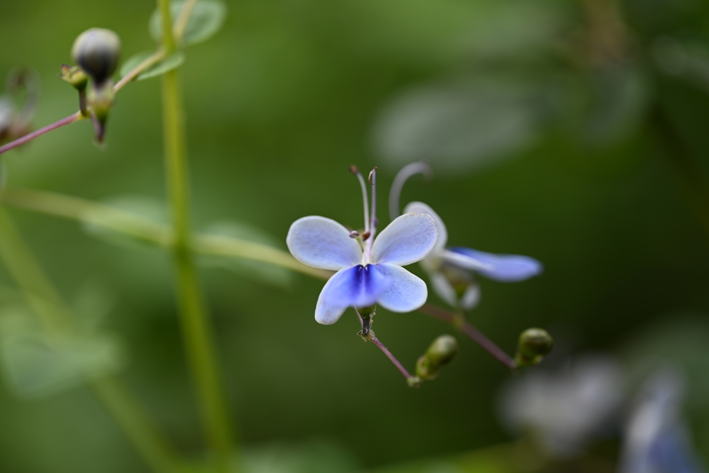 蝶々に見える花