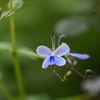 蝶々に見える花