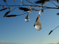 氷った雫