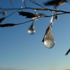 氷った雫