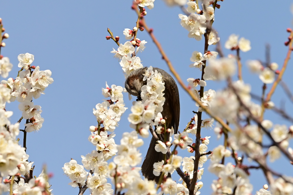 梅とヒヨドリ