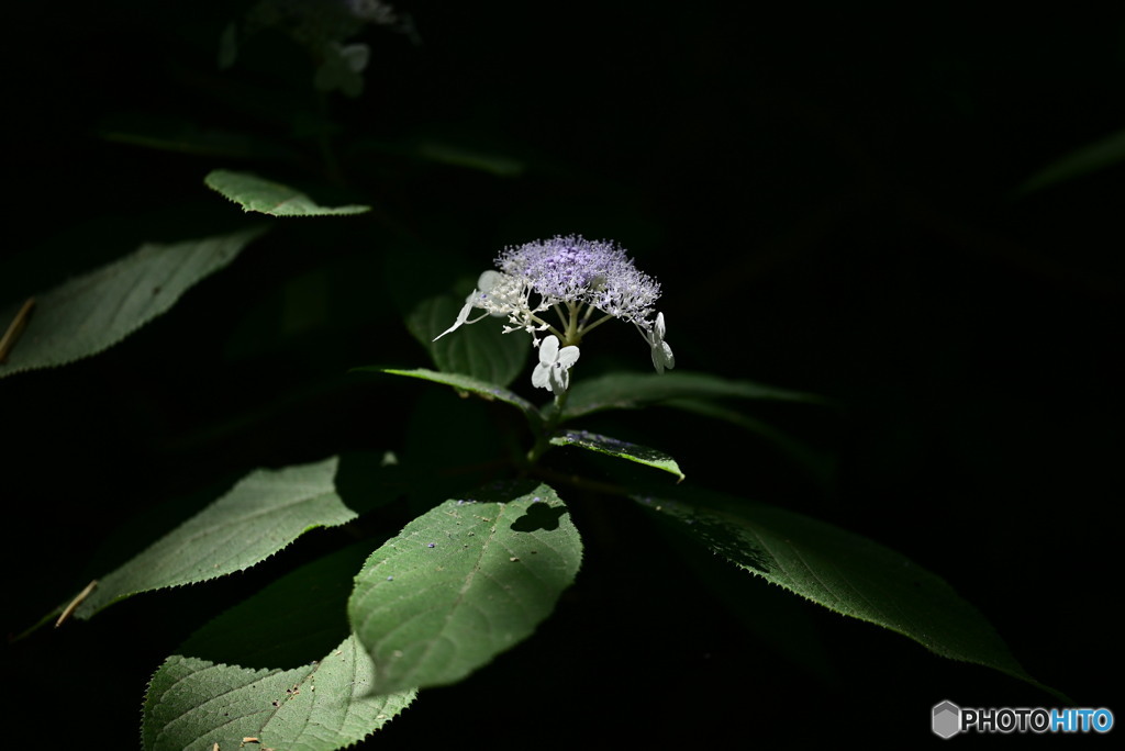 額紫陽花
