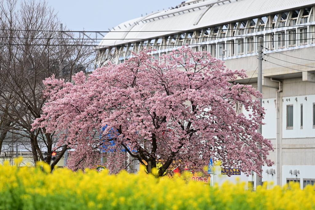 桜と菜の花