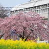 桜と菜の花
