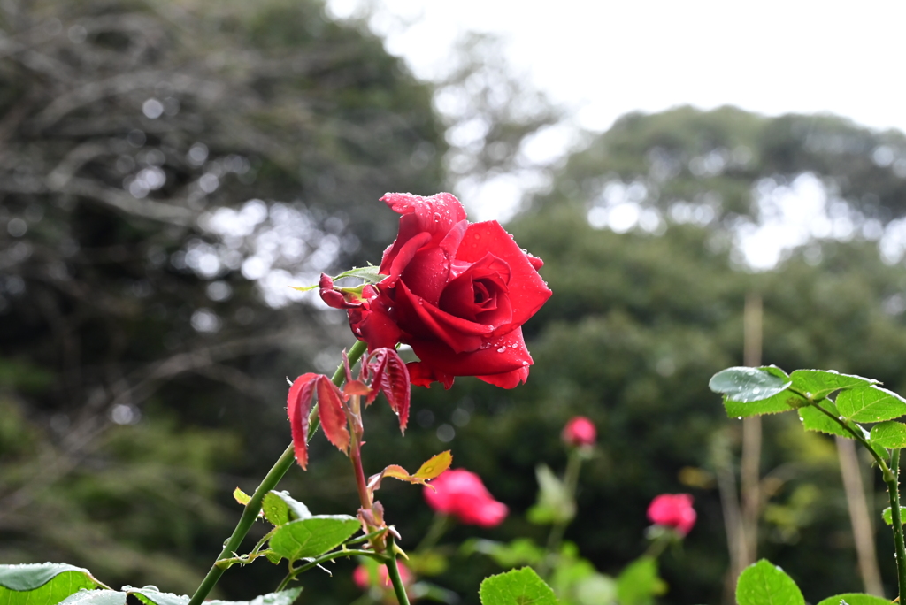 薔薇