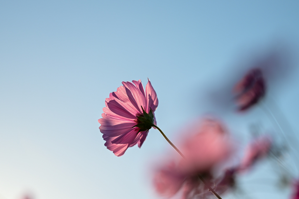 コスモスと夕日