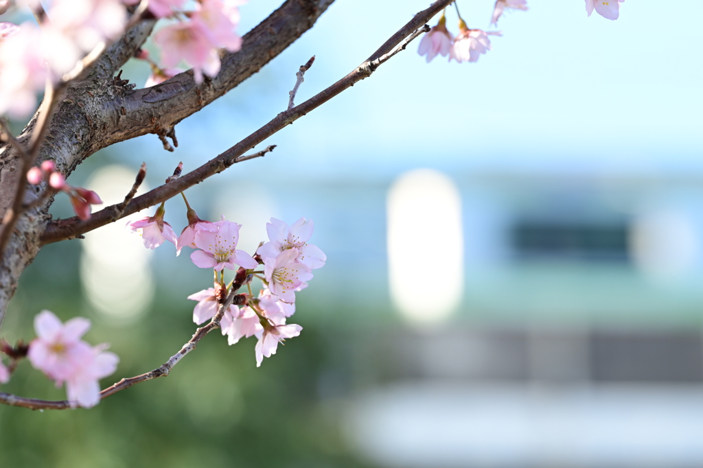 桜と電車