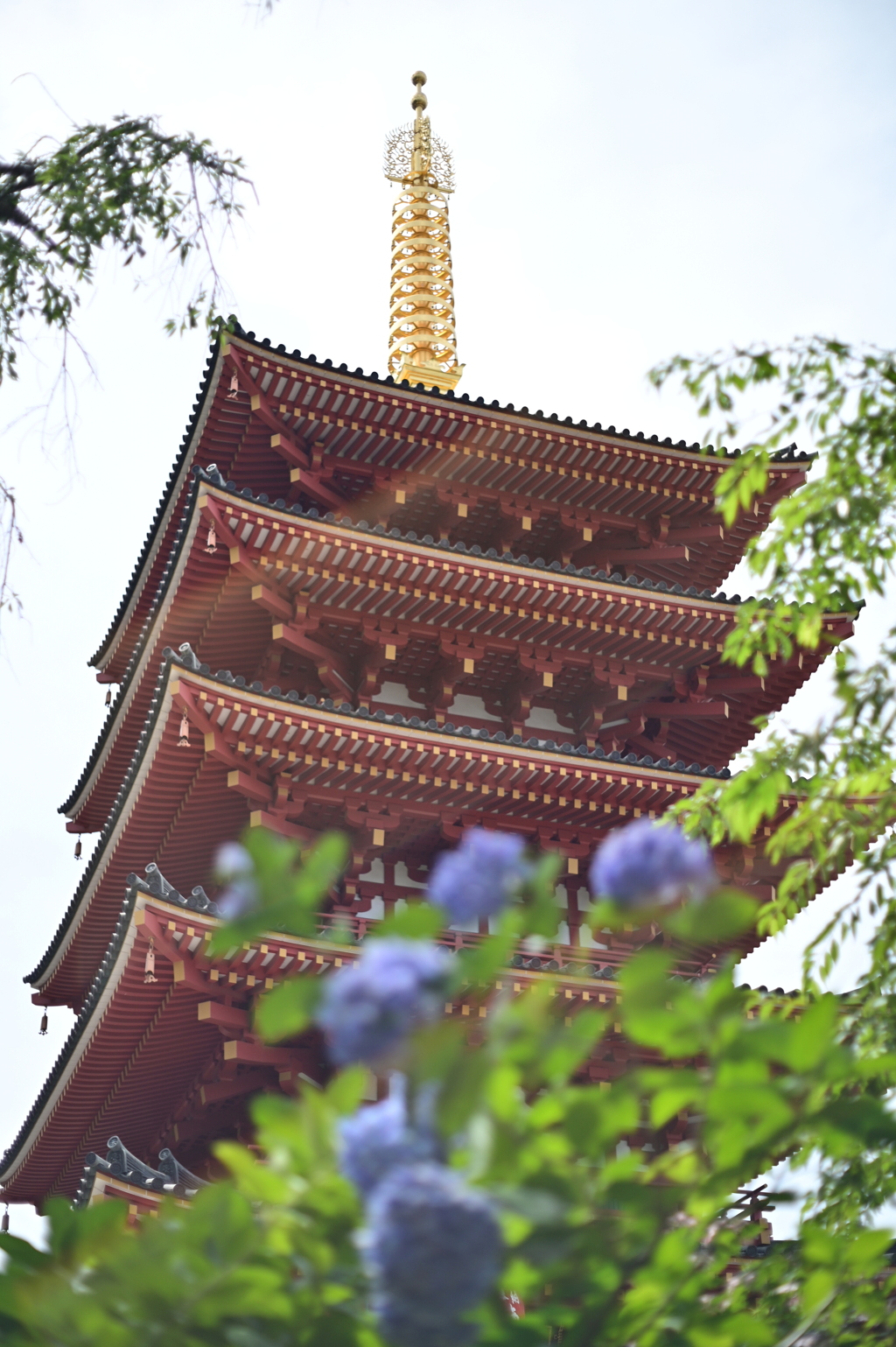五重塔と紫陽花