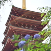 五重塔と紫陽花