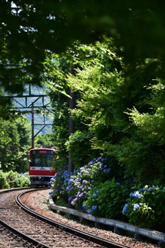 箱根登山鉄道と紫陽花