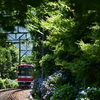 箱根登山鉄道と紫陽花