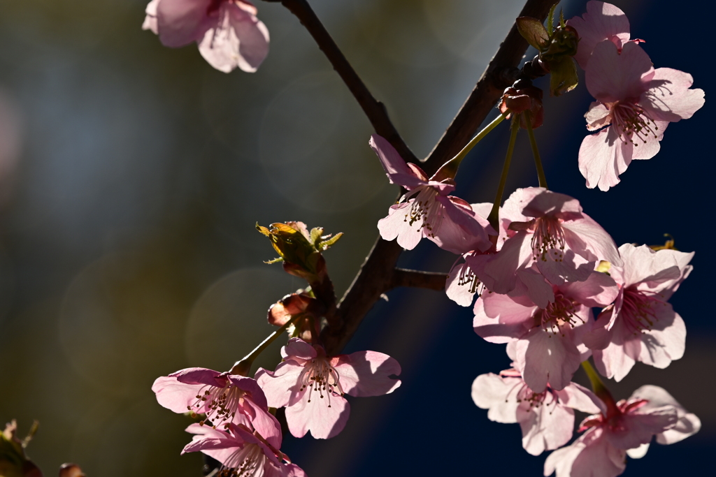 今年初の桜