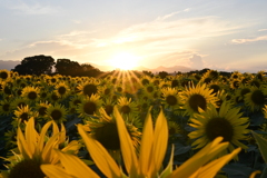 ヒマワリと夕日