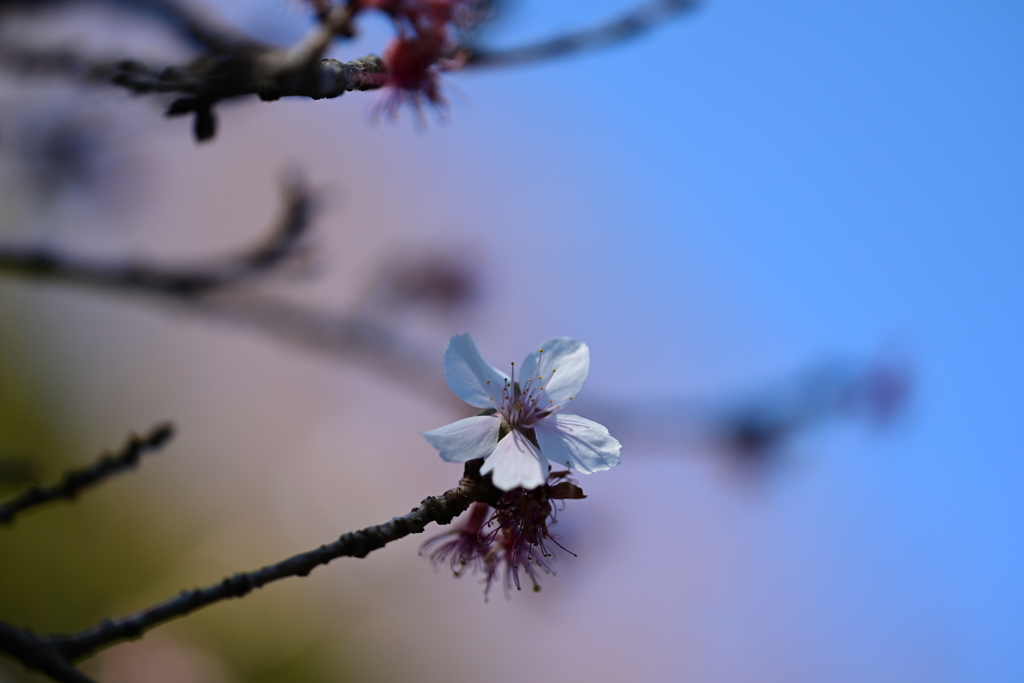 冬桜