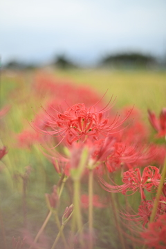 彼岸花と稲穂