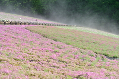朝靄