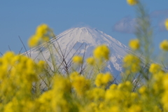 吾妻山からの富士山