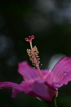 ハイビスカス 1