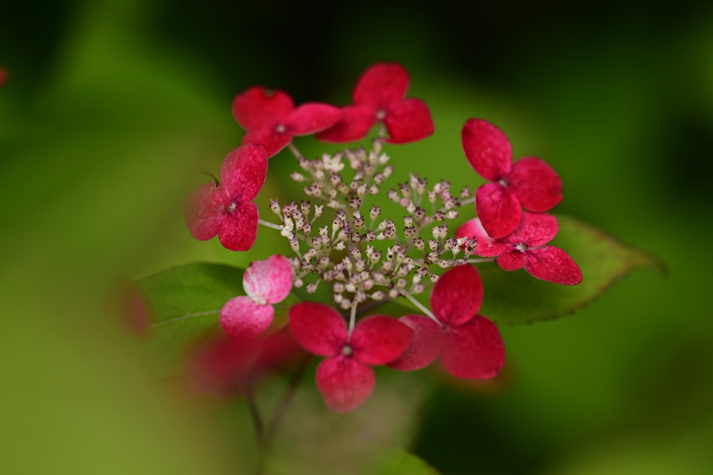 赤い紫陽花