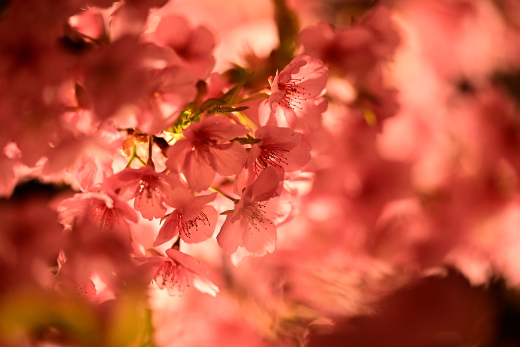 夜桜 by chazu （ID：13392090） - 写真共有サイト:PHOTOHITO