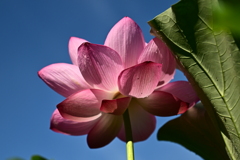 青空と蓮の花