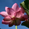 青空と蓮の花