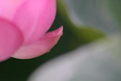 蓮と雫