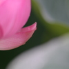 蓮と雫