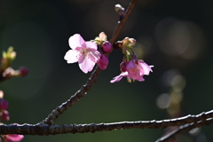 さくら（光る花びら）