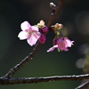 さくら（光る花びら）