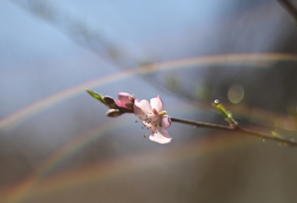 アーモンドの花と虹色フレアー