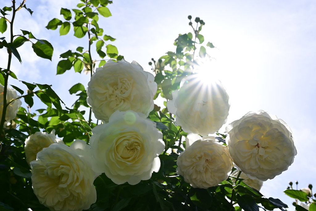 白いバラと光芒