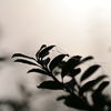 霧の中の雫
