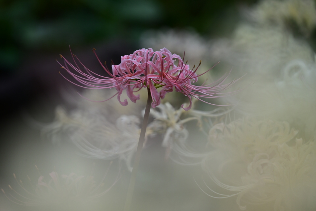 ピンクの曼珠沙華