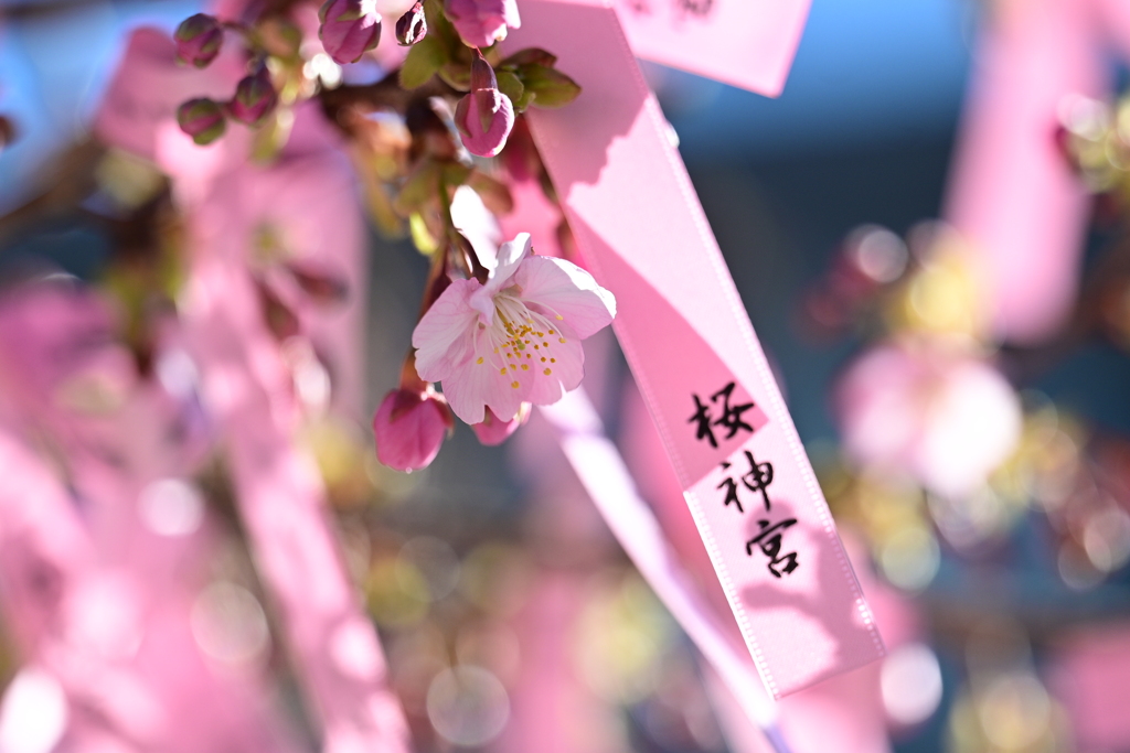 桜