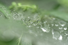 水滴のボケボケ