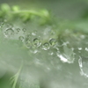 水滴のボケボケ