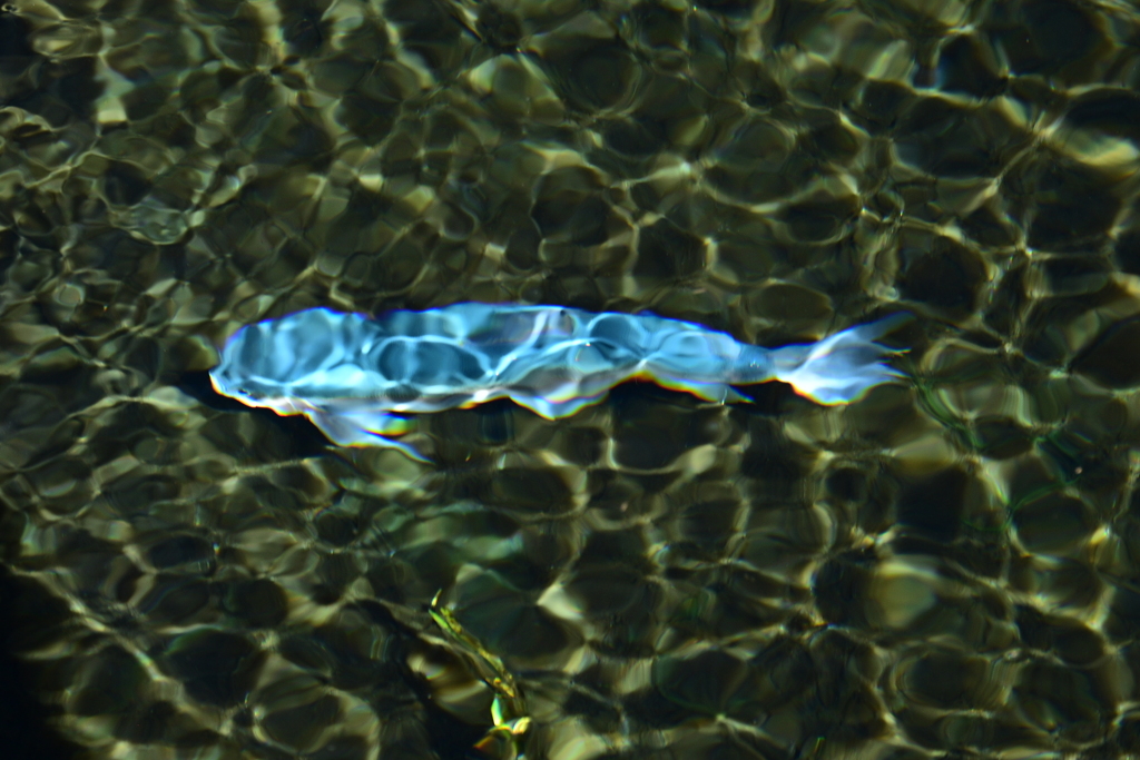 青い魚