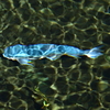 青い魚