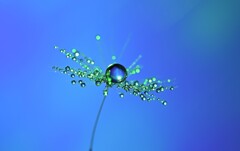 綿毛と雫…青緑