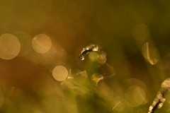 秋色…きらきら