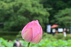 蓮とキッチンカー