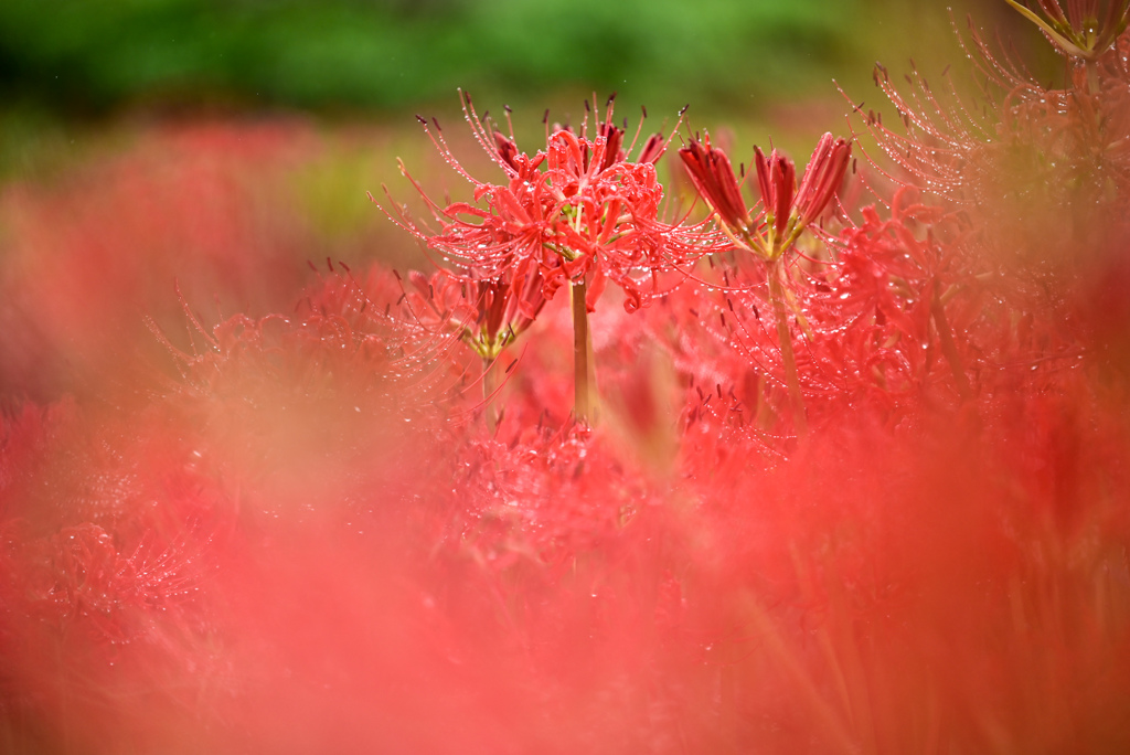 キラキラ曼珠沙華