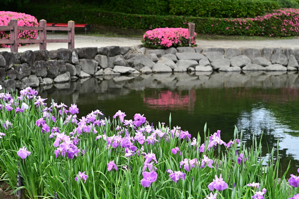 花しょうぶとツツジ