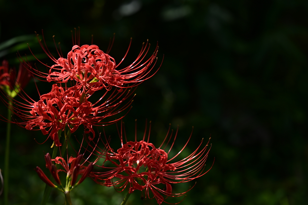 曼殊沙華